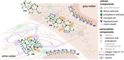 Unraveling the Local Relation Between Tissue Composition and Human Brain Mechanics Through Machine Learning